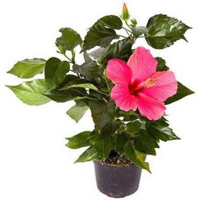 Starlink Hibiscus Plant(Pack of 1)