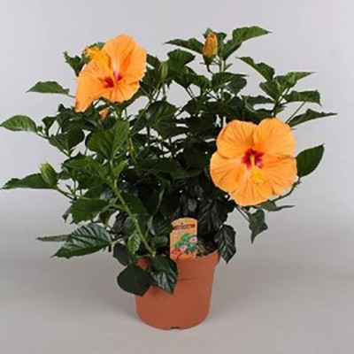 Starlink Hibiscus Plant(Pack of 1)