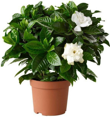 Starlink Jasmine Plant(Pack of 1)