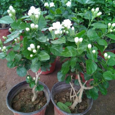 Starlink Jasmine Plant(Pack of 1)