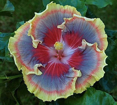 Starlink Hibiscus Plant(Pack of 1)
