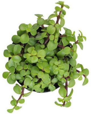 Mohomaya Jade Plant(Pack of 1)