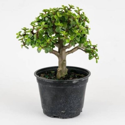 Bee Green Jade Plant(Hybrid, Pack of 1)