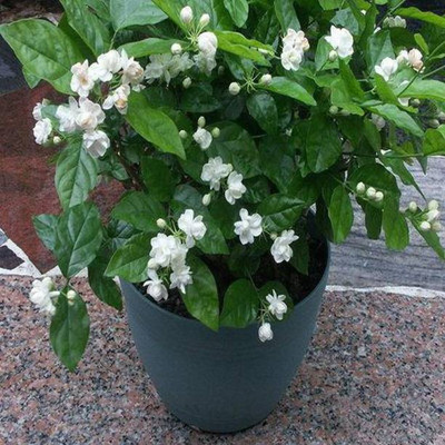 Starlink Jasmine Plant(Pack of 1)