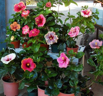 Starlink Hibiscus Plant(Pack of 1)