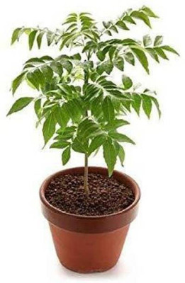 Elanthalir Neem Plant(Hybrid, Pack of 1)