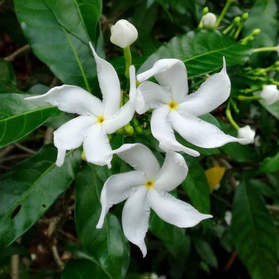 Starlink Jasmine Plant(Pack of 1)