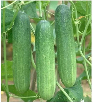 gorgeous moment cucumber Seed(20 per packet)