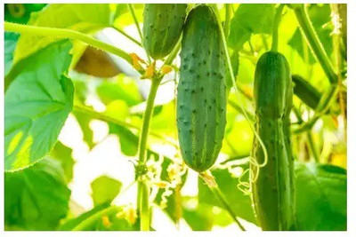 gorgeous moment cucumber Seed(20 per packet)