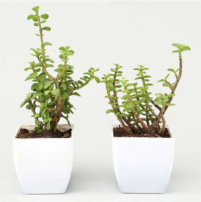 My Dream Nursery Two Layer Bamboo Plant(Hybrid, Pack of 1)
