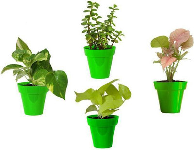 WB Wood Gibbs Money Plant(Pack of 4)