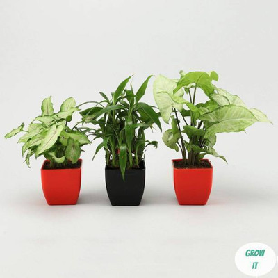 WB Wood Gibbs Two Layer Bamboo Plant(Pack of 3)