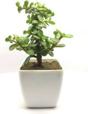 WB Wood Gibbs Two Layer Bamboo Plant(Pack of 1)