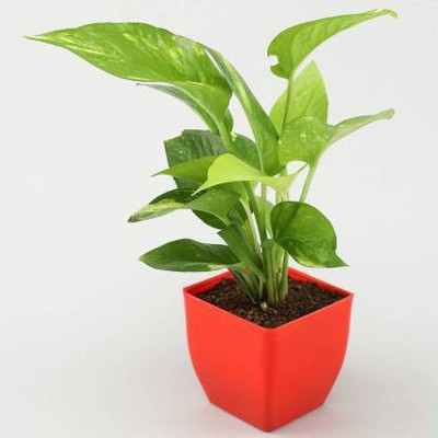 WB Wood Gibbs Two Layer Bamboo Plant(Pack of 1)