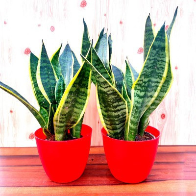 WB Wood Gibbs Two Layer Bamboo Plant(Pack of 2)