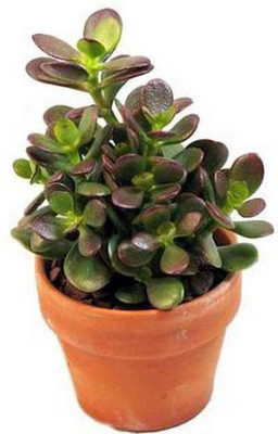 WB Wood Gibbs Two Layer Bamboo Plant(Pack of 1)