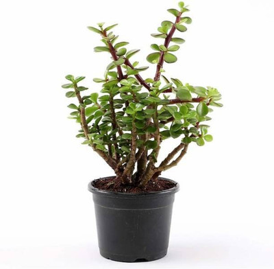 WB Wood Gibbs Two Layer Bamboo Plant(Pack of 1)