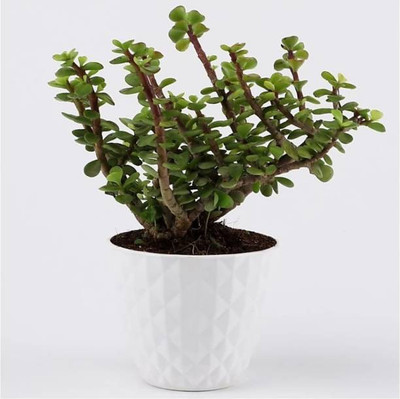 WB Wood Gibbs Two Layer Bamboo Plant(Pack of 1)