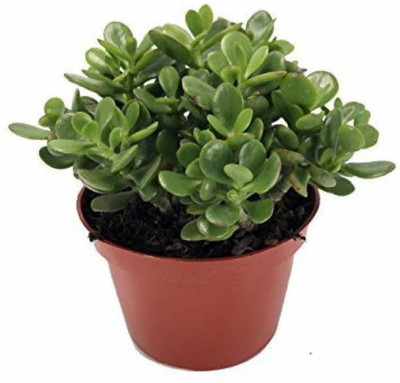 My Dream Nursery Two Layer Bamboo Plant(Hybrid, Pack of 1)