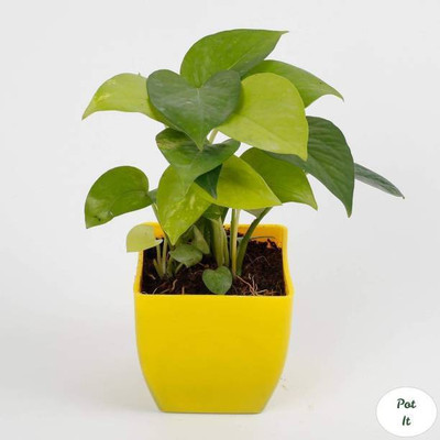 WB Wood Gibbs Two Layer Bamboo Plant(Pack of 1)