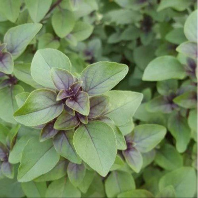 VibeX Krishna Tulsi Seed(50 per packet)