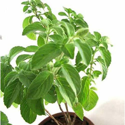 VibeX Van Tulsi Seed(100 per packet)