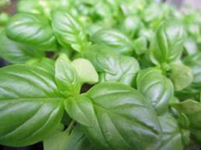 VibeX Basil Seed(100 per packet)
