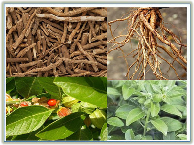 VibeX Ashwagandha Seed(100 per packet)