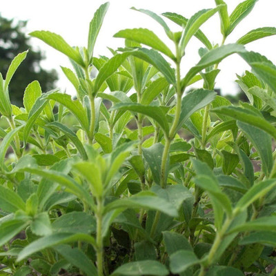 VibeX Stevia Seed(50 per packet)