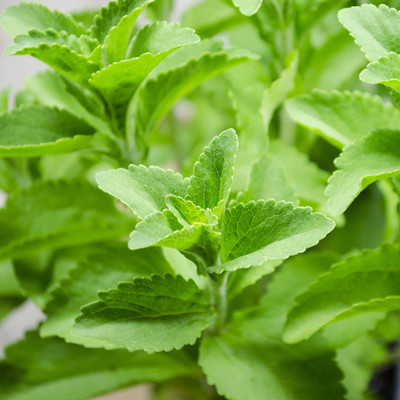 VibeX Stevia Seed(100 per packet)