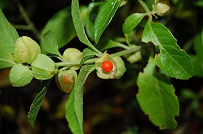 VibeX Ashwagandha Seed(1 per packet)