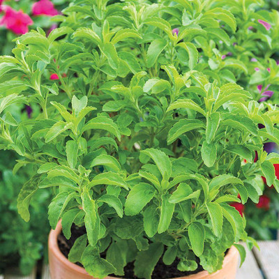 VibeX Stevia Seed(500 per packet)