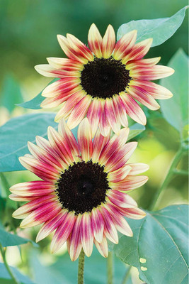 VibeX Sunflower Seed(500 per packet)