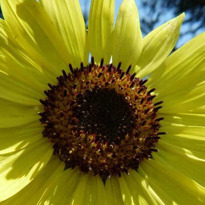 VibeX LX-98 - Mammoth Grey Stripe Sunflower - (1350 Seeds) Seed(1350 per packet)
