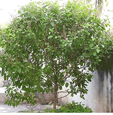 VibeX Krishna Tulsi Seed(50 per packet)