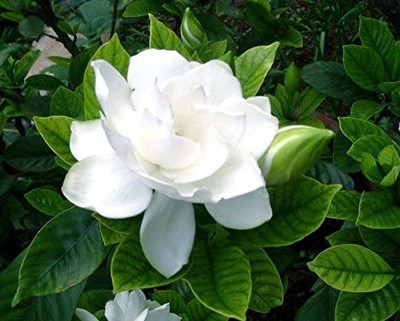 WILLVINE Harsingar Seed(50 per packet)