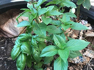 VibeX Basil Seed(100 per packet)