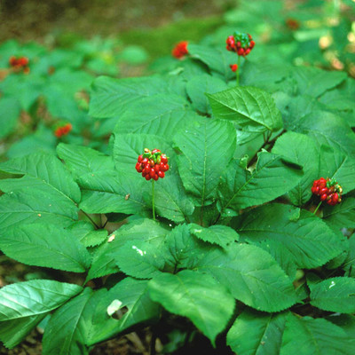 VibeX Ashwagandha Seed(1 per packet)