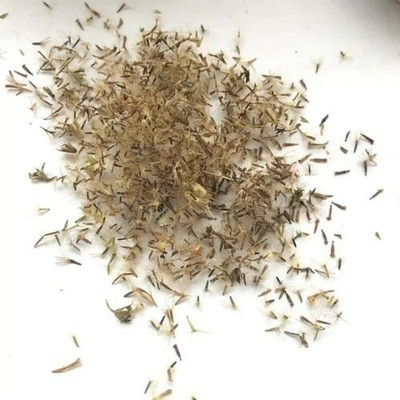 VibeX Stevia Seed(100 per packet)