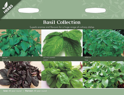VibeX Basil Seed(5 per packet)