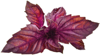 VibeX Basil Seed(100 per packet)