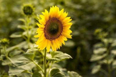 VibeX Sunflower Seed(100 per packet)
