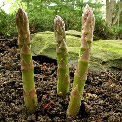 VibeX Asparagus Seed(1000 per packet)