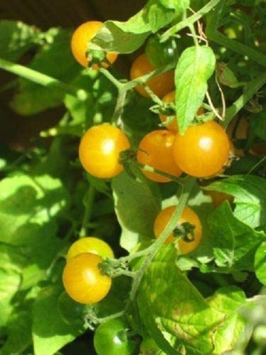 VibeX Ashwagandha Seed(1 per packet)