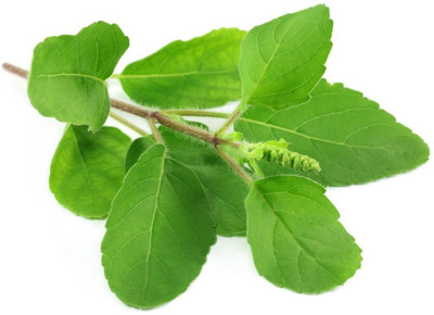 VibeX Kapoor Tulsi Seed(250 per packet)