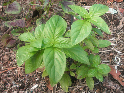 VibeX Large Leaf Italian Basil Seeds Seed(50 per packet)