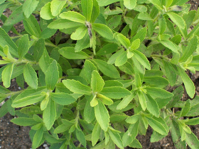 VibeX Stevia Seed(500 per packet)