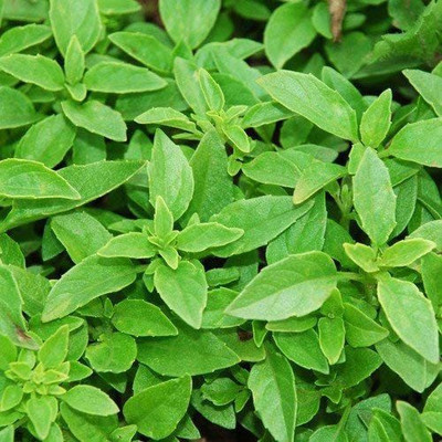 VibeX Basil Seeds Leaf Italian Broad Lemon Basil Seeds - Herb Seed(50 per packet)