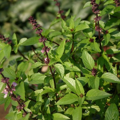 Biosnyg Thai Sweet Basil Seeds (Ocimum basilicum) 1000 Seeds Seed(1000 per packet)