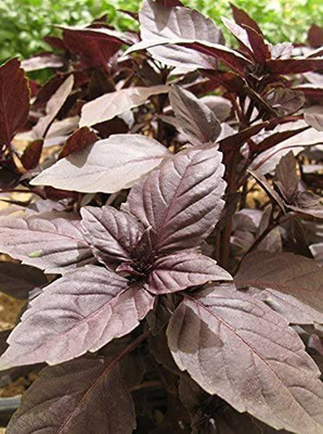 VibeX Basil Seed(250 per packet)
